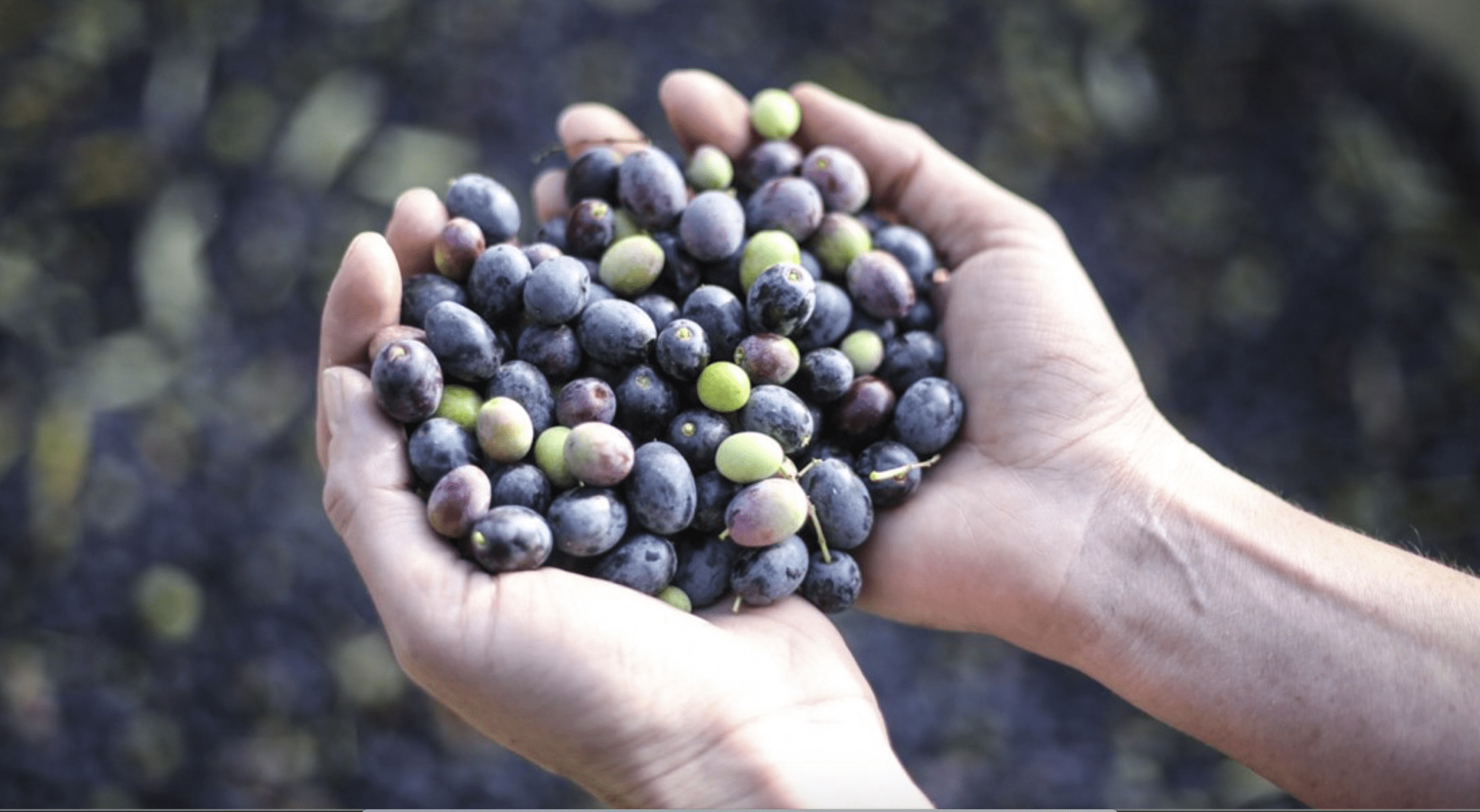 DIEZ COSAS QUE NO SABÍAS SOBRE LAS ACEITUNAS