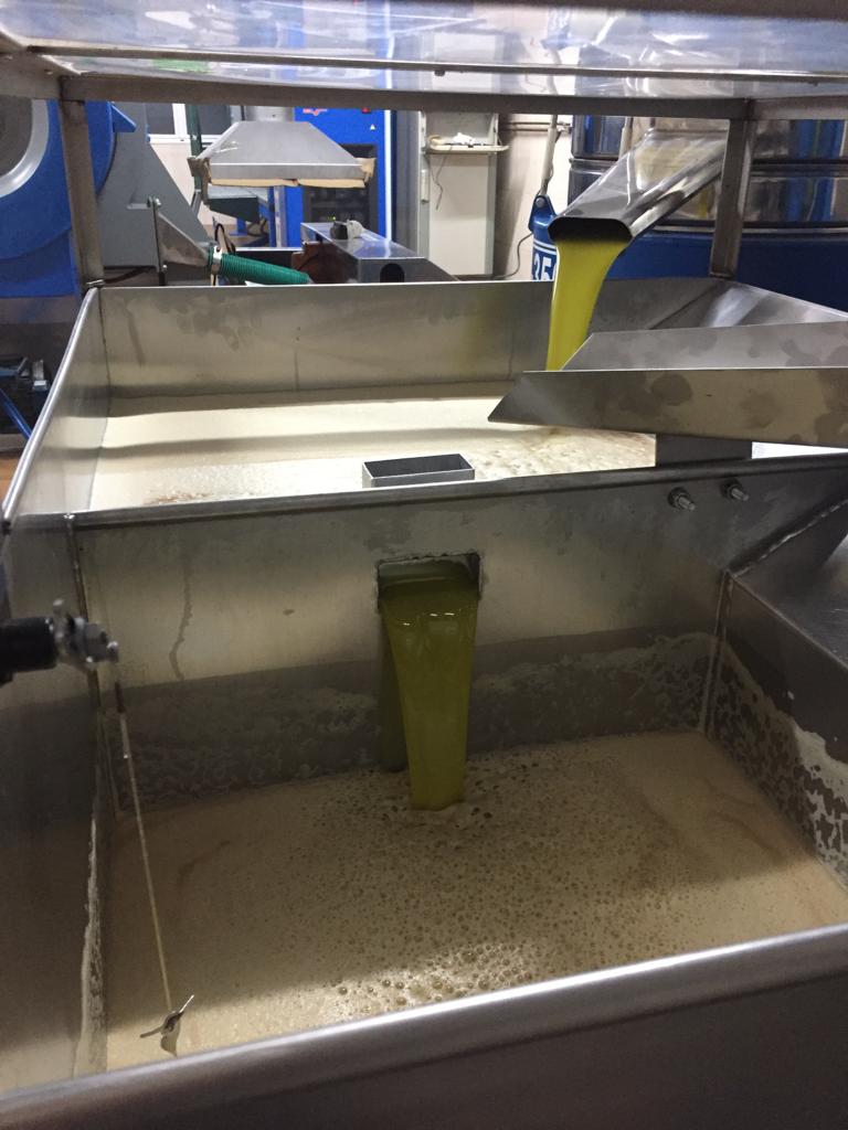 Comienza La Campaña Del Nuevo Aceite De Oliva Virgen Extra Arbequina