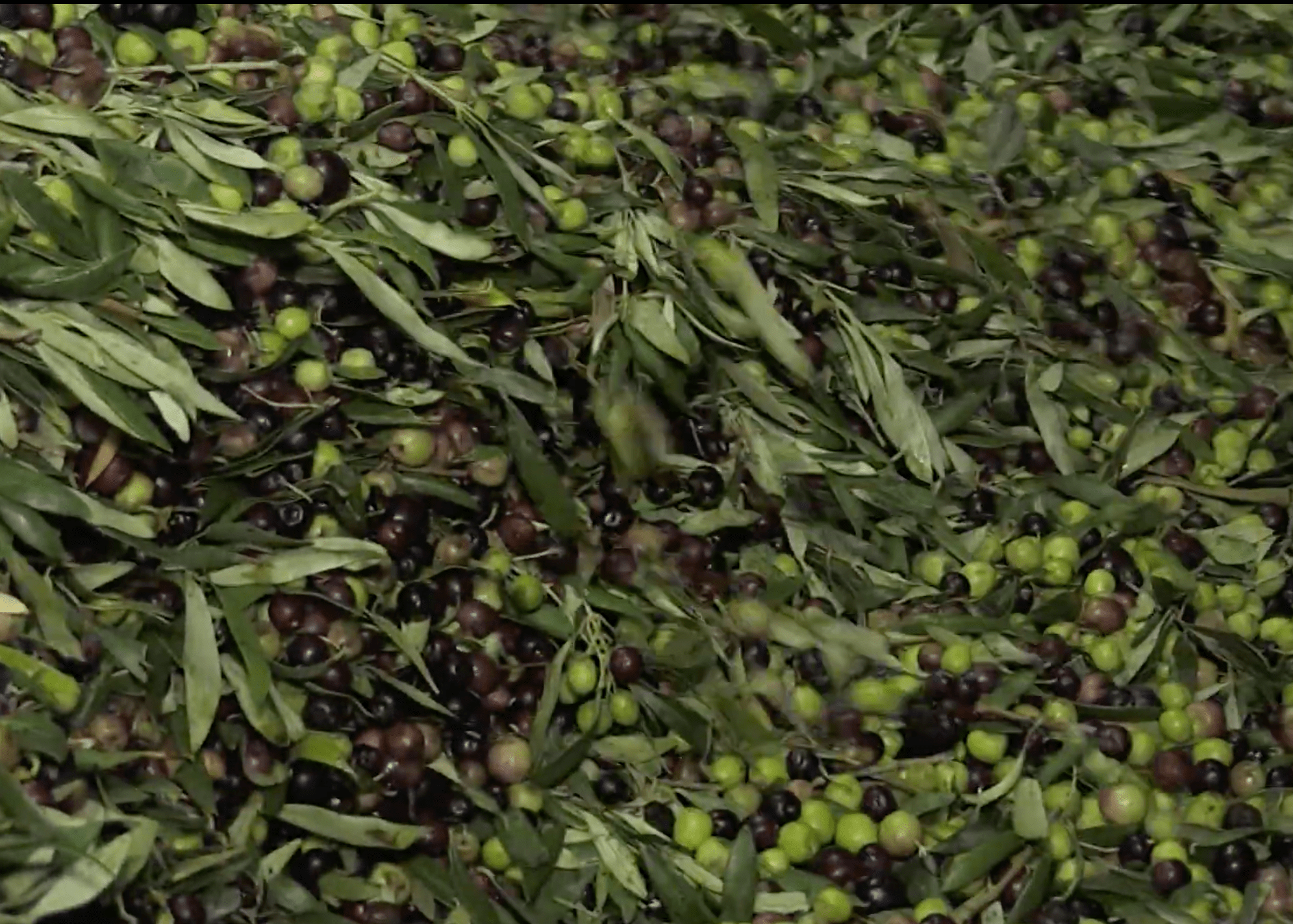 CÓMO DISTINGUIR UN ACEITE DE OLIVA VIRGEN EXTRA