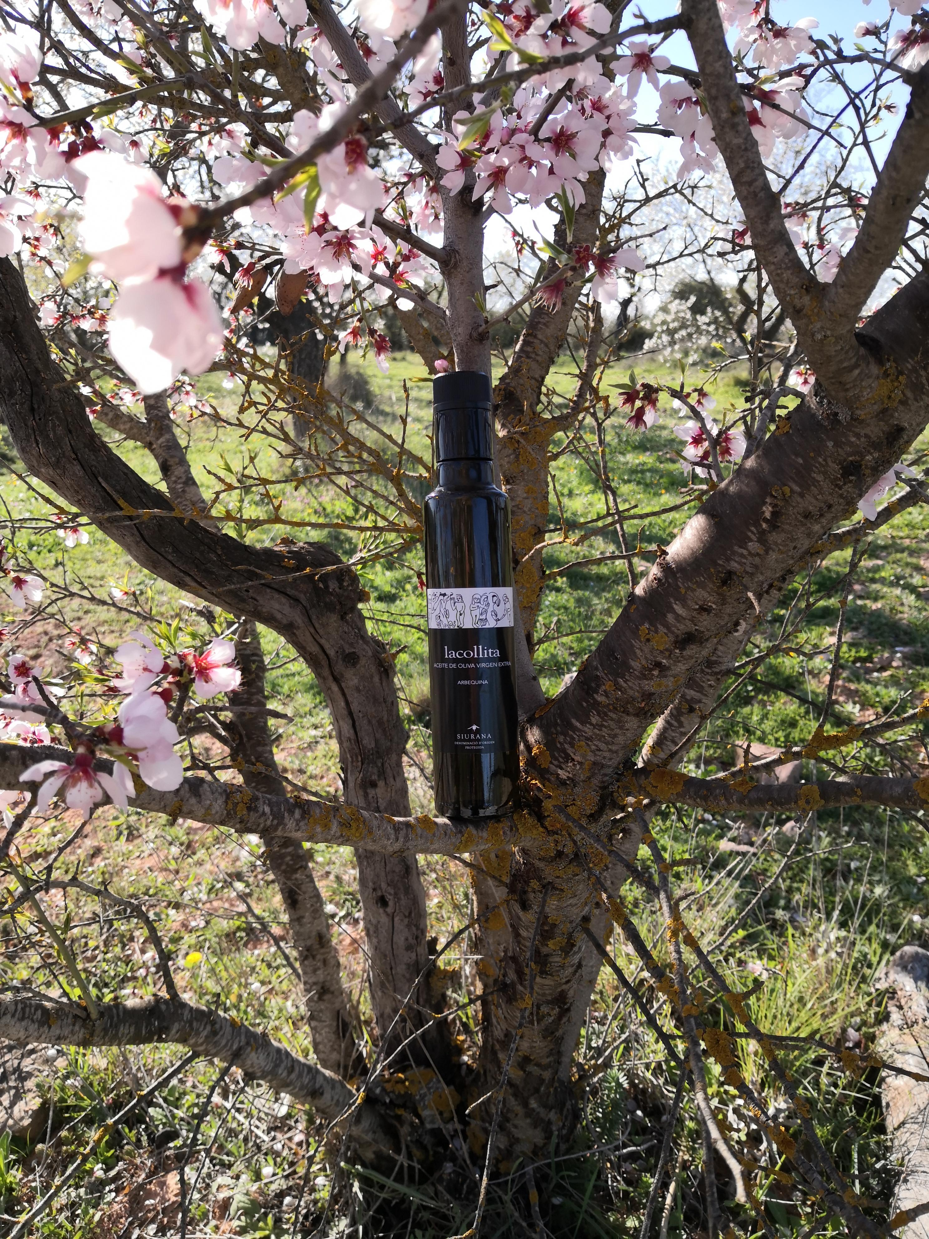 La Collita En La Flor De Almendro