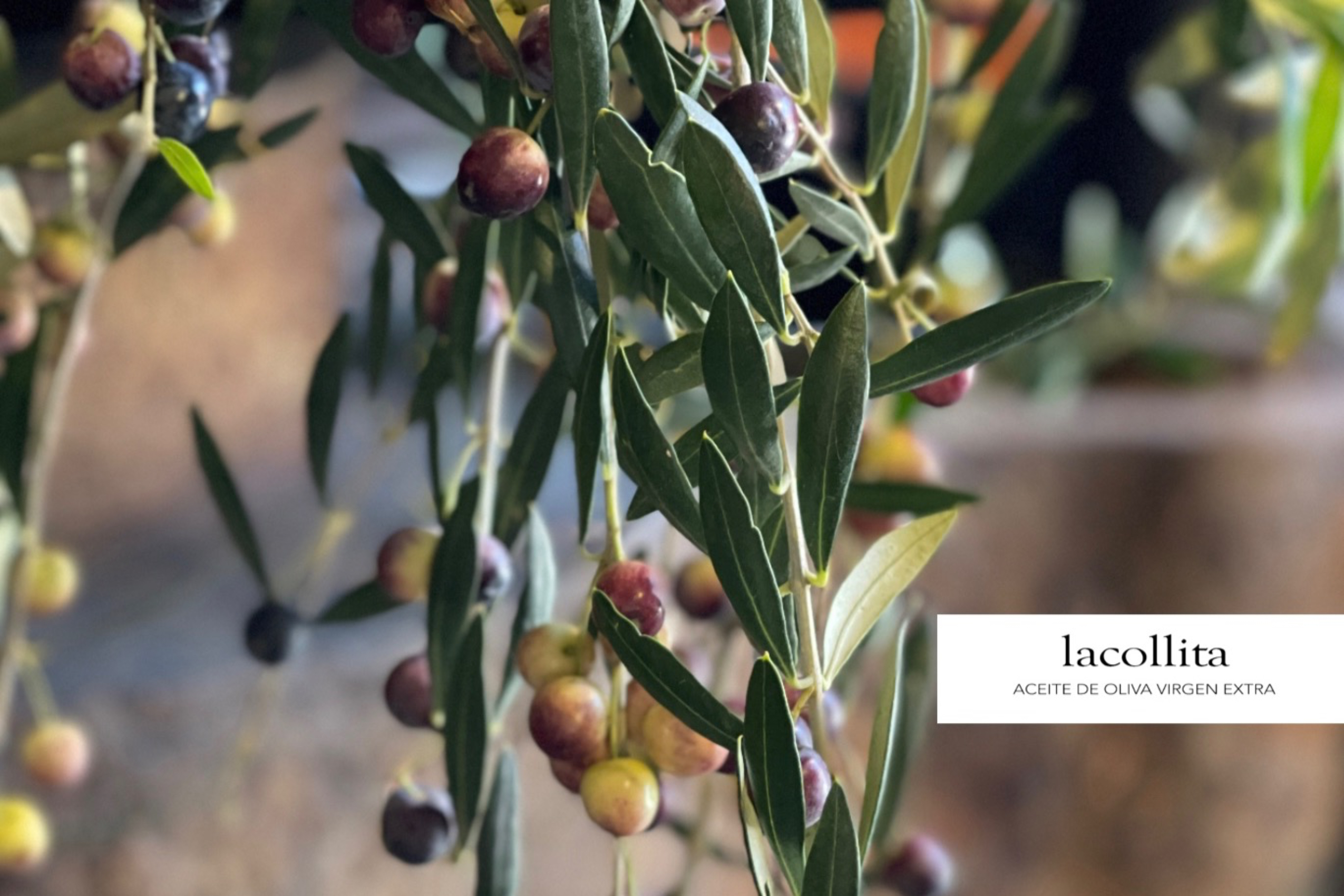 El aceite de oliva virgen extra catalán es un producto de proximidad y de calidad